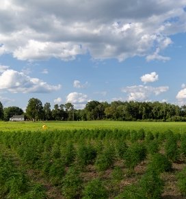 Hemp grows in the SUNY Adirondack fields.