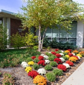 Brightly colored mums like the walkway toward Warren Hall on the SUNY Adirondack Queensbury campus