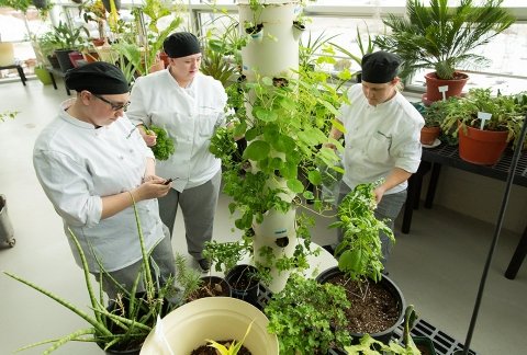 three culinary students picking herbs in the college's indoor greenhouse