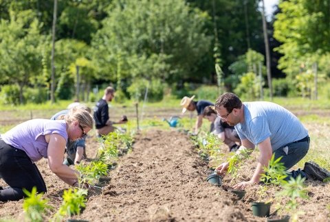 Students planting hemp in the college's farm