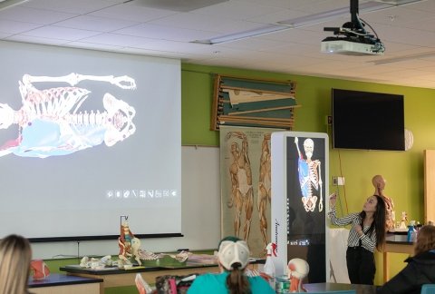 Student using the anatomage equipment - 3D Anatomy Visualization 